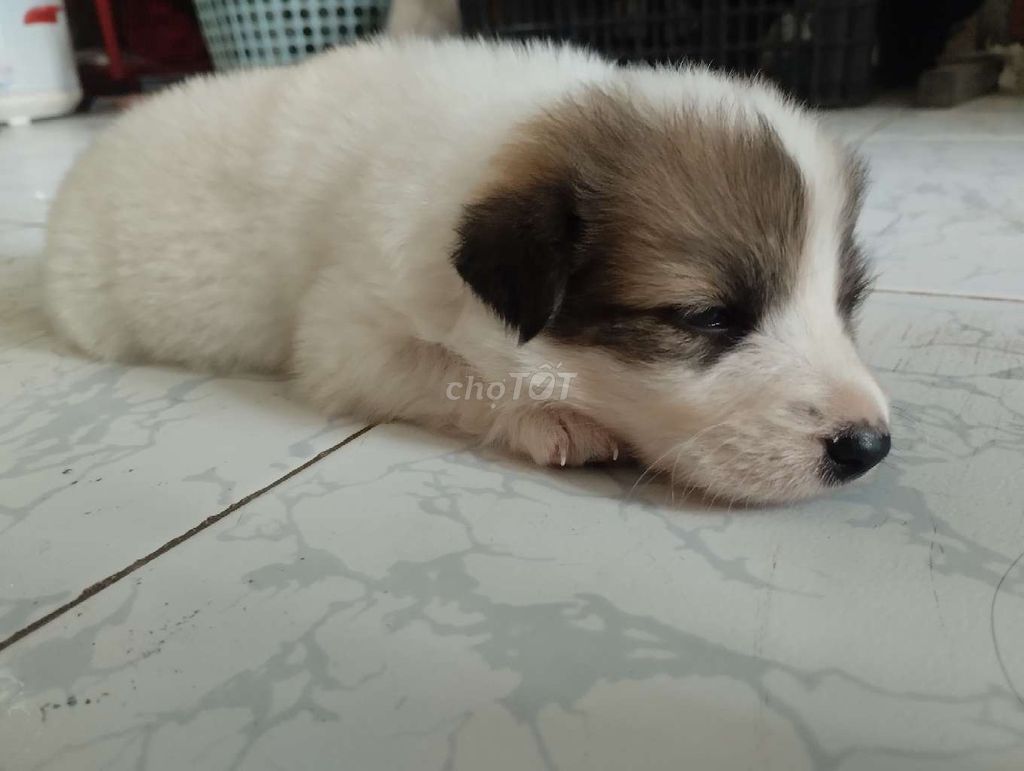 Chó con màu Trắng nâu. Mua bán Chó tại Thành phố Tây Ninh Tây Ninh được đăng bởi Khánh nguyễn hình 1