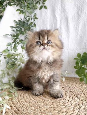 Mèo Anh lông dài Tabby 1.5 tháng