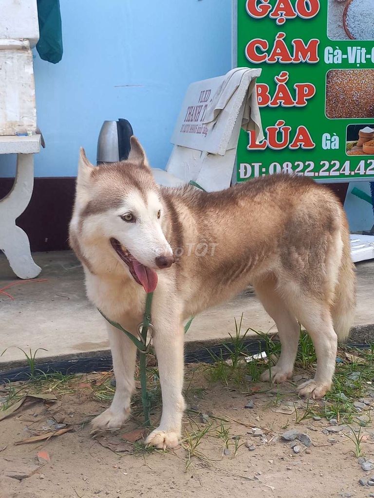 Chó Husky Cái Nâu trắng Phối được 1 tháng. Mua bán Chó tại Thành phố Mỹ Tho Tiền Giang được đăng bởi Thiện Tường hình 1