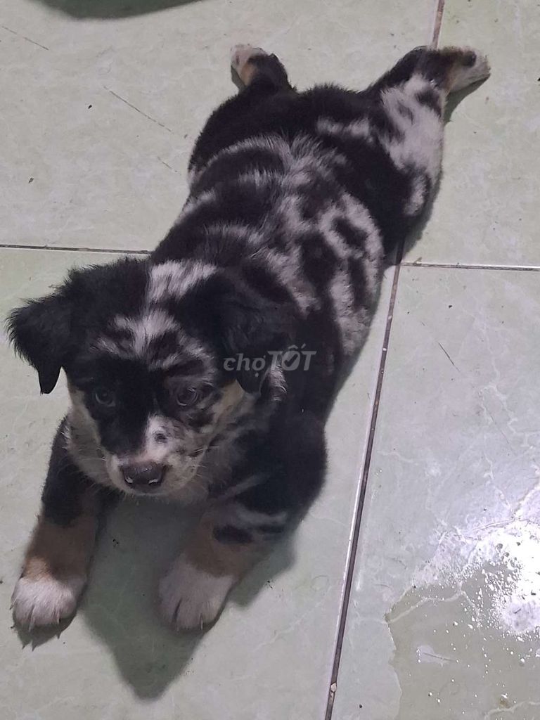 Chó Border Collie Đực  Đen Trắng Nâu. Mua bán Chó tại Quận Ninh Kiều Cần Thơ được đăng bởi tinh hình 1