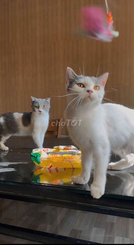 2 bé Mèo cái Trắng, Xám. Mua bán Mèo tại Quận Ninh Kiều Cần Thơ được đăng bởi Dep Trai Khai hình 1