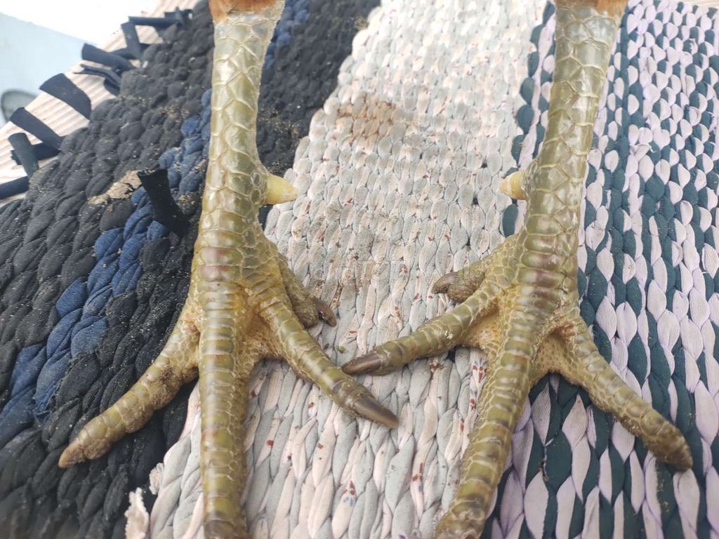 Gà Vàng 3kg chân Xanh. Mua bán Gà tại Huyện Châu Thành Tiền Giang được đăng bởi pham truong duy hình 4