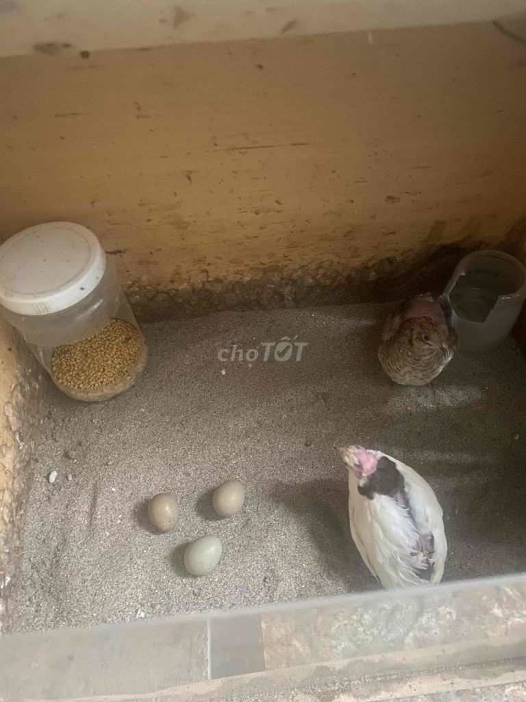 Gà Rutin mái đẻ trứng tốt. Mua bán Gà tại Huyện Thanh Trì Hà Nội được đăng bởi Nguyễn Đình Kiên hình 1