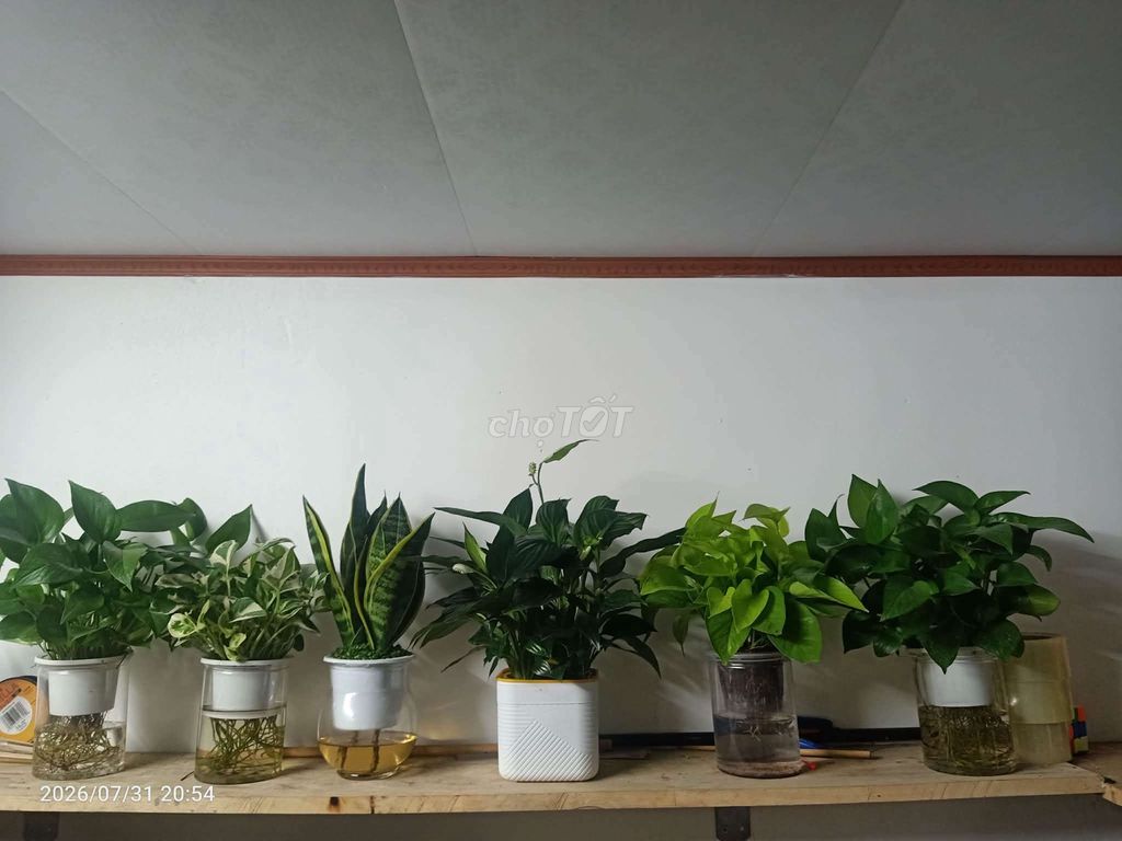 6 chậu Trầu bà, Lan ý, Lưỡi hổ. Mua bán Cây cảnh, đồ trang trí tại Quận Gò Vấp Tp Hồ Chí Minh được đăng bởi Loc Nguyen hình 1