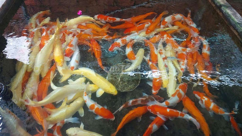Cá Koi F1 5cm - 60cm. Mua bán Thú cưng khác tại Thành phố Thủ Đức Tp Hồ Chí Minh được đăng bởi Thien Hoang hình 1