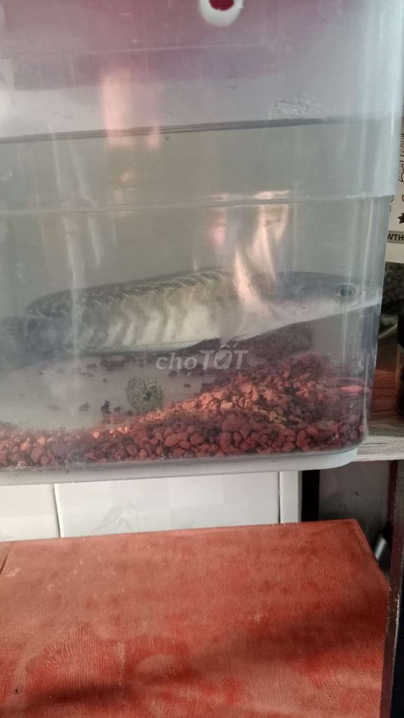 red thanh lý. Mua bán Thú cưng khác tại Thành phố Thuận An Bình Dương được đăng bởi sang pham hình 1