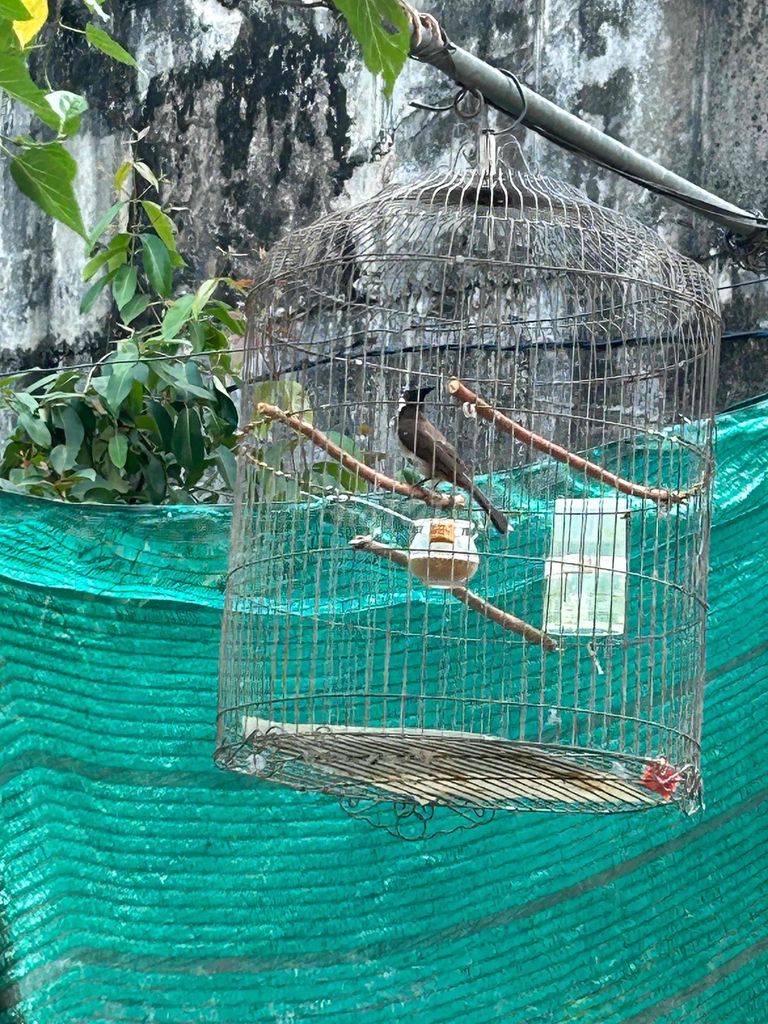 Chim Chào mào trống đã ăn cám. Mua bán Chim tại Thành phố Thủ Dầu Một Bình Dương được đăng bởi TXTrang hình 1