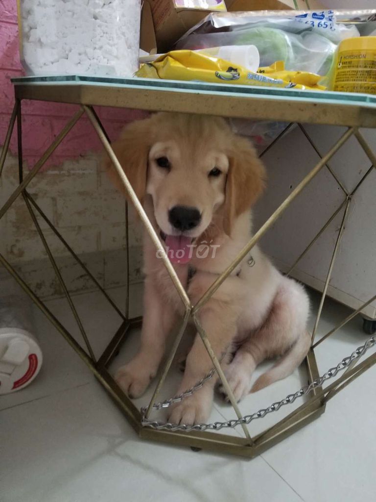 Chó Golden Retriever vàng đã tiêm 3 mũi. Mua bán Chó tại Thành phố Thủ Đức Tp Hồ Chí Minh được đăng bởi Trang Tran hình 1