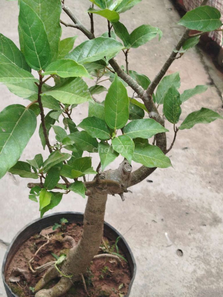Cây sung 65cm Khỏe, dễ chăm. Mua bán Cây cảnh, đồ trang trí tại Quận Hoàng Mai Hà Nội được đăng bởi Nguyễn Minh Thoa hình 1