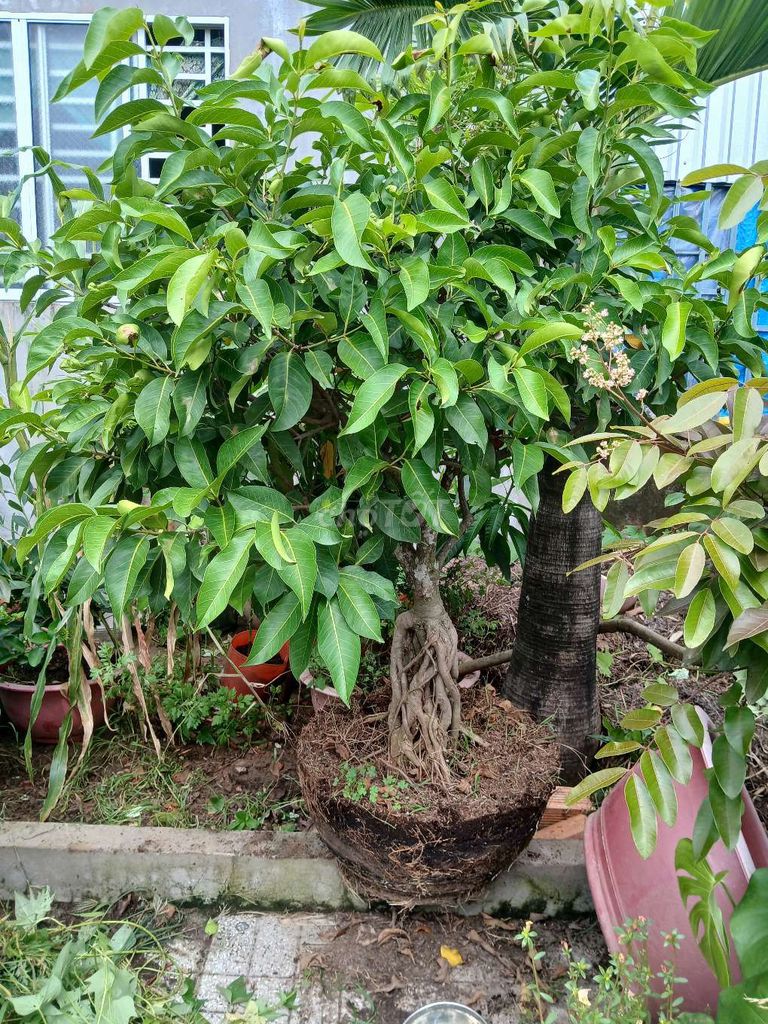 Cây vối 1.2m 1.5m 27cm 50cm. Mua bán Cây cảnh, đồ trang trí tại Quận Bình Thuỷ Cần Thơ được đăng bởi bước hình 1