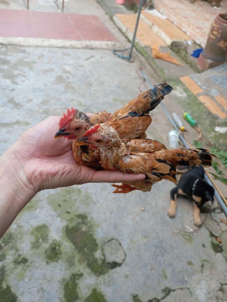 Gà cảnh trống nâu vàng. Mua bán Gà tại Huyện Quế Võ Bắc Ninh được đăng bởi Điểm Trương Văn hình 1