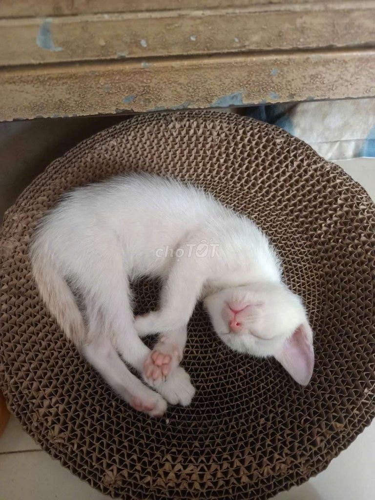 Tìm nhà mới yêu thương các bé mèo. Mua bán Mèo tại Quận 11 Tp Hồ Chí Minh được đăng bởi Thuy Nguyen hình 1