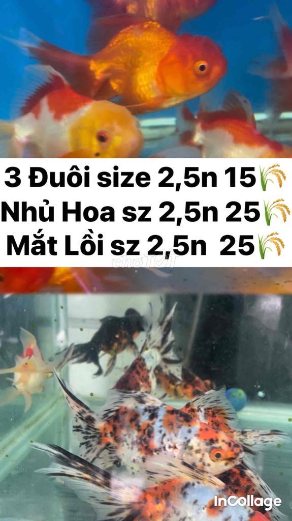 3 đuôi , nhủ hoa , mắt lồi