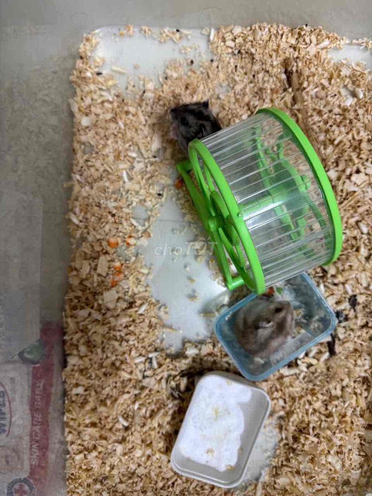 Chuột Hamster. Mua bán Thú cưng khác tại Quận 8 Tp Hồ Chí Minh được đăng bởi HThanh hình 1