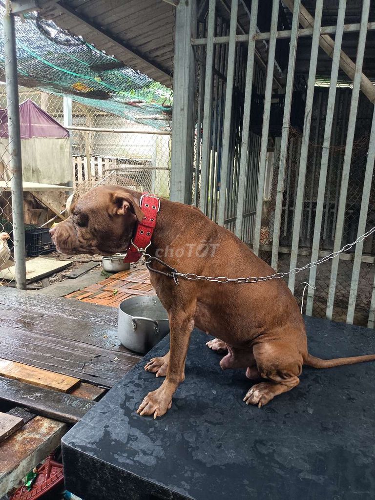 Chó Pitbull lai Becgie Cái Nâu. Mua bán Chó tại Huyện Bình Chánh Tp Hồ Chí Minh được đăng bởi hoàng hình 1