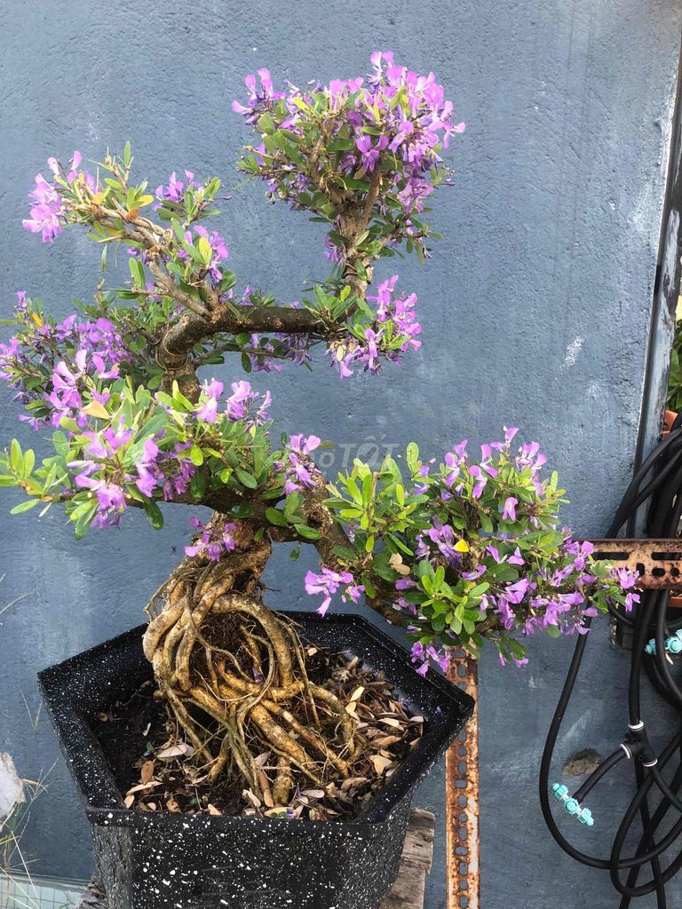 Cây cảnh Linh sam Tím 4 chậu. Mua bán Cây cảnh, đồ trang trí tại Quận Thanh Khê Đà Nẵng được đăng bởi A Dung hình 1