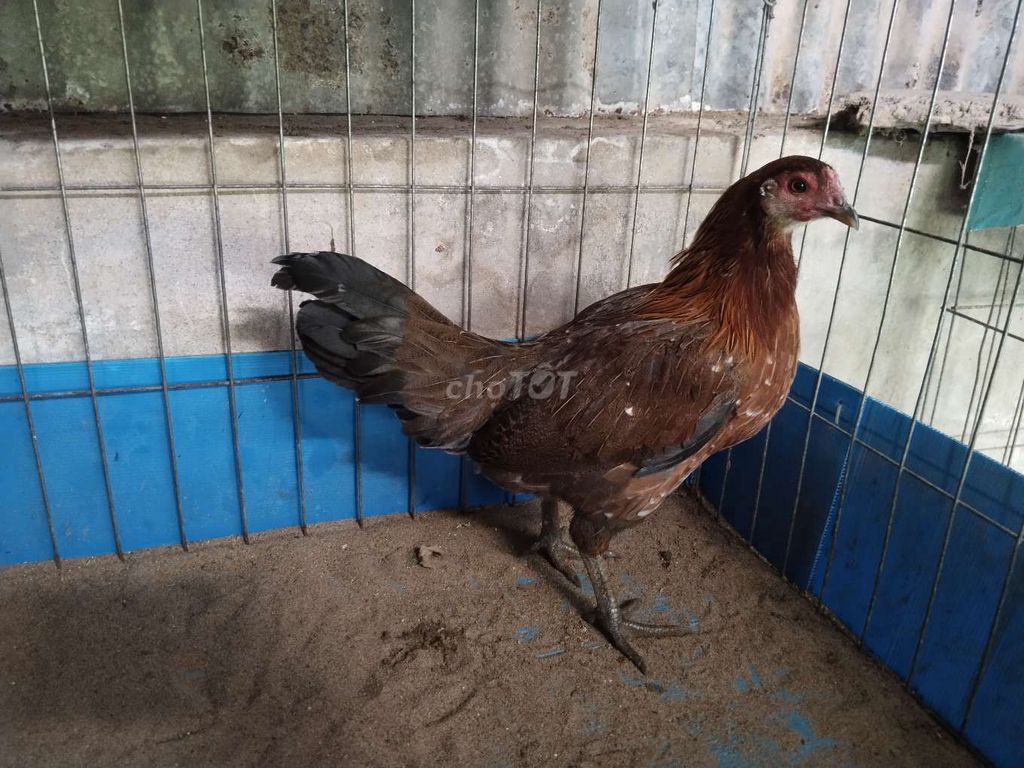 Gà giống cái 1.8kg. Mua bán Gà tại Huyện Mỹ Xuyên Sóc Trăng được đăng bởi Trần Hùng hình 1