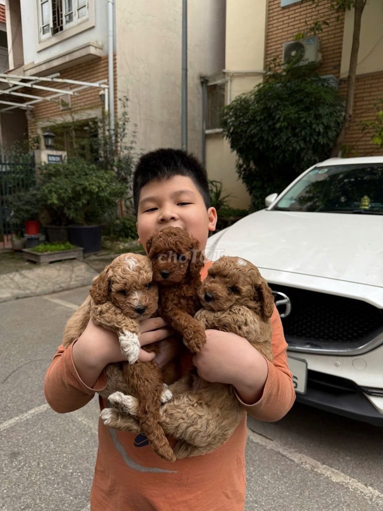 Cam kết Poodle nhà đẻ đc 5 con Thuần Chủng đã tiêm. Mua bán Chó tại Quận Ba Đình Hà Nội được đăng bởi Cây Cảnh Hà Nội hình 5