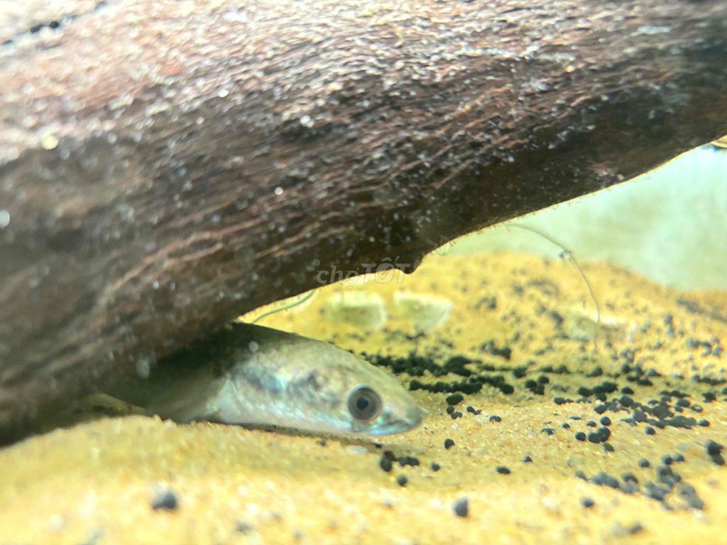 Cá cảnh Yellow Sentarum Vàng 10-11cm. Mua bán Thú cưng khác tại Quận Tân Phú Tp Hồ Chí Minh được đăng bởi Trần Phan Nhật Tài hình 1