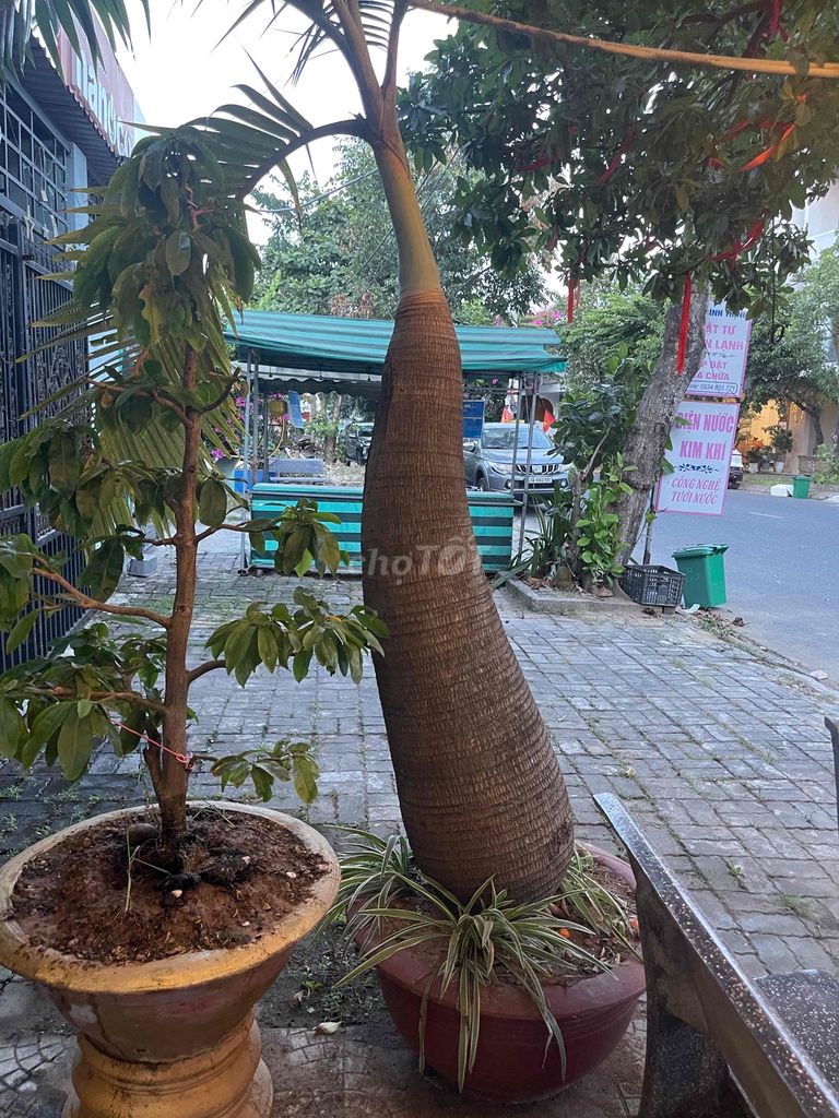 Cây Cau Sâm Banh- Mai- Giấy- Thiết Mộc Lan. Mua bán Cây cảnh, đồ trang trí tại Quận Cẩm Lệ Đà Nẵng được đăng bởi baonguyen86 hình 1