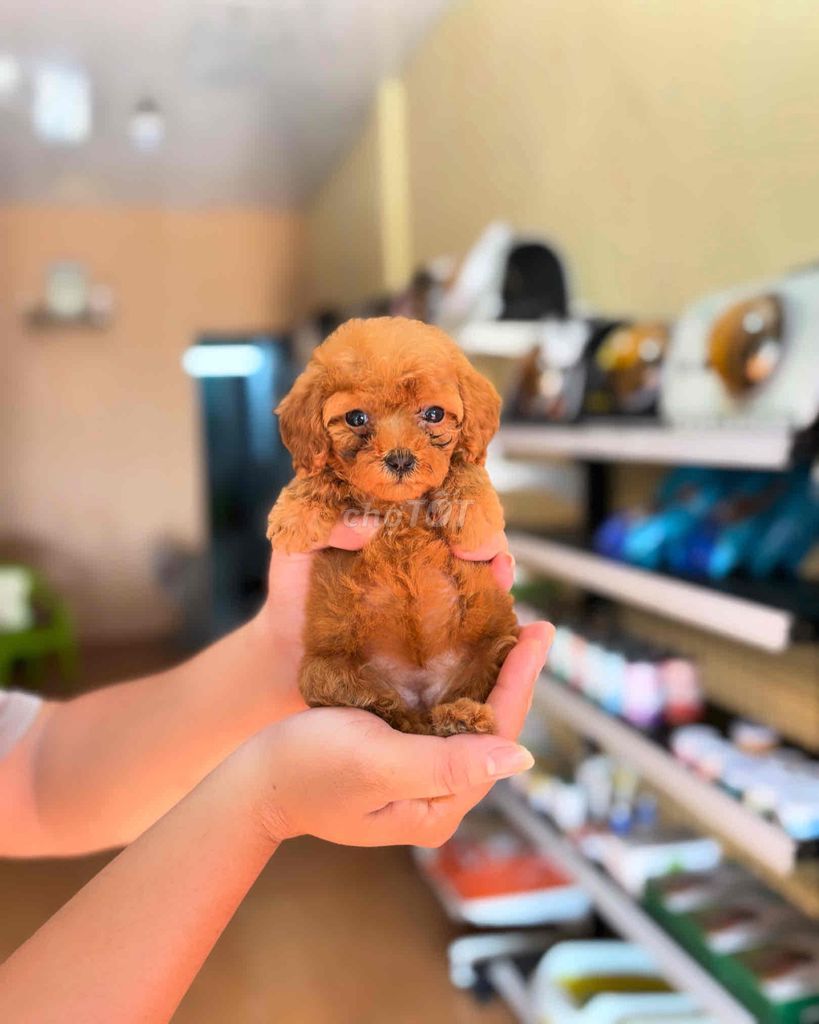 5 BÉ POODLE tecup đáng yêu cần tìm chủ