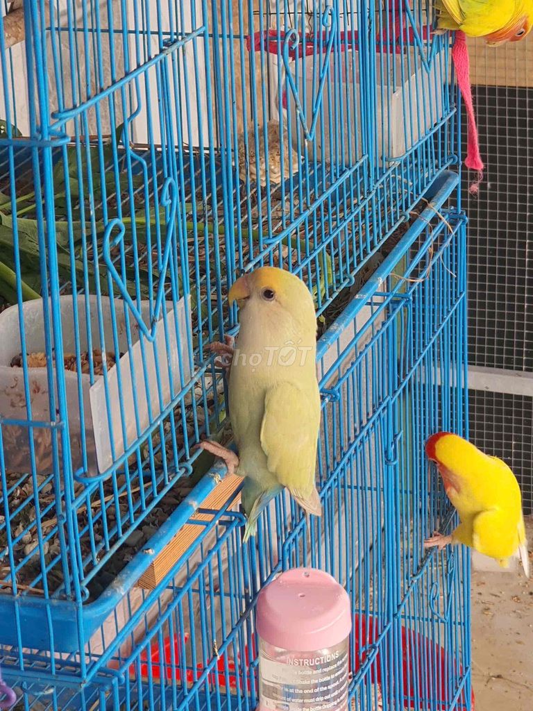 vẹt lovebird màu pied ss nhiều lứa