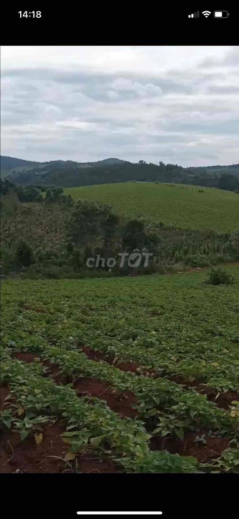 Cho thuê 30 hecta đất Tuy Đức Đăk Nông. Cho thuê Đất tại Huyện Tuy Đức Đắk Nông được đăng bởi Nhadatdaklak hình 5