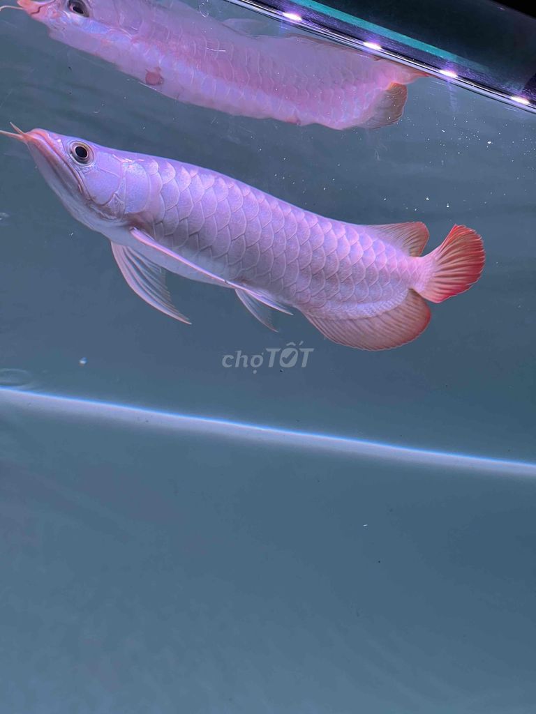 Cá Rồng Huyết Long SemiKing 28cm. Mua bán Thú cưng khác tại Quận 8 Tp Hồ Chí Minh được đăng bởi Sơn Thanh  hình 1