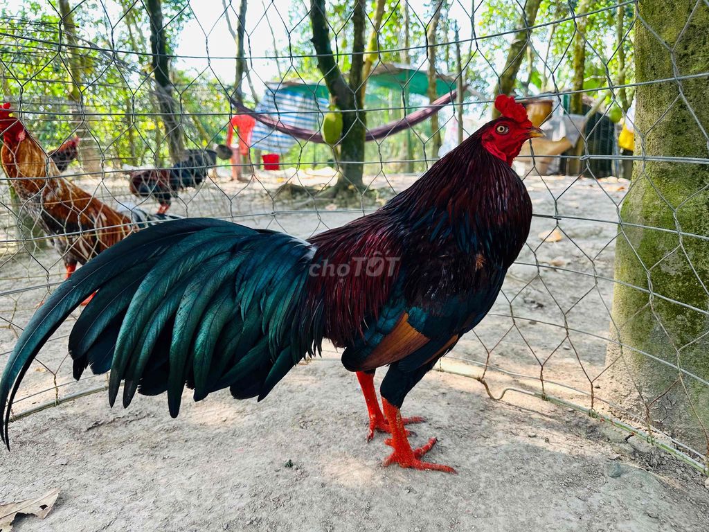 Điều xanh 2kg8 tay tốt mau lẹ. Mua bán Gà tại Huyện Cao Lãnh Đồng Tháp được đăng bởi Tài Gà hình 1