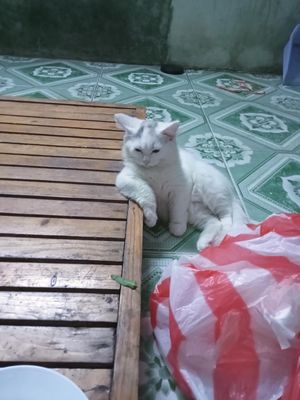 Mèo cái TƠ, anh lông ngắn, 8 tháng. Mua bán Mèo tại Quận Kiến An Hải Phòng được đăng bởi Vân
