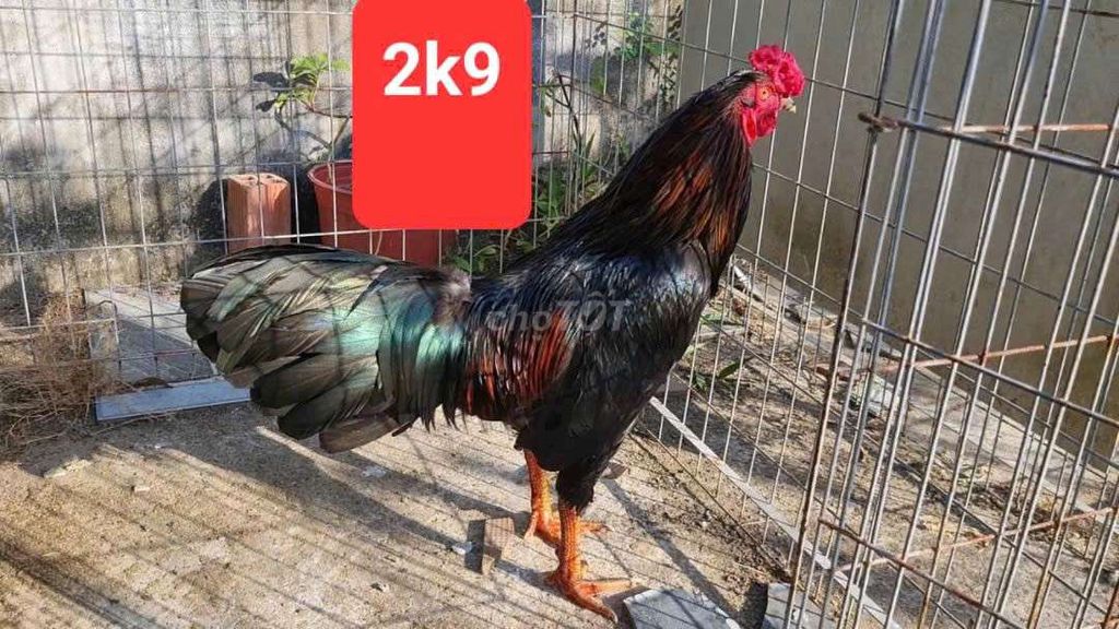 Gà chọi Đen 2.9kg. Mua bán Gà tại Huyện Mỏ Cày Nam Bến Tre được đăng bởi Phạm Nguyên hình 1