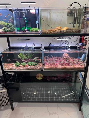 Cá Ali Thái nhiều màu khỏe mạnh