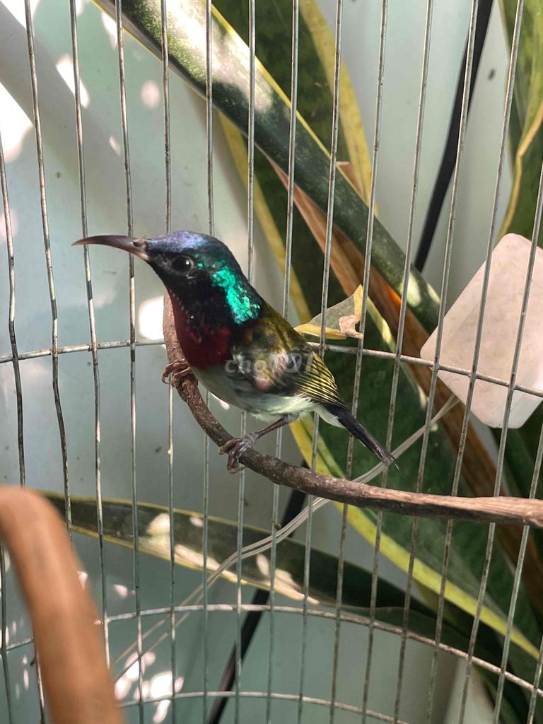 Chim Hút mật đuôi chẻ đã hót. Mua bán Chim tại Quận Gò Vấp Tp Hồ Chí Minh được đăng bởi Trần Công hình 1