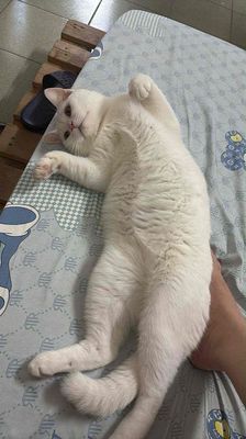 Mèo Anh Lông Ngắn chung lứa.. Mua bán Mèo tại Quận 3 Tp Hồ Chí Minh được đăng bởi khang pham hình 1