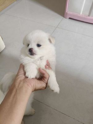 Chó Phốc Sóc F1. Mua bán Chó tại Thành phố Long Xuyên An Giang được đăng bởi PHAN TUAN ANH