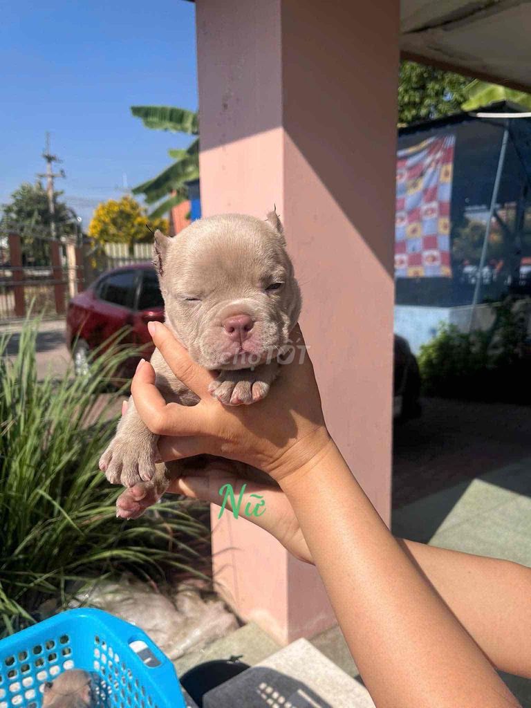 Chó Bully đực cái nhiều màu. Mua bán Chó tại Quận Bình Tân Tp Hồ Chí Minh được đăng bởi tiến hình 1
