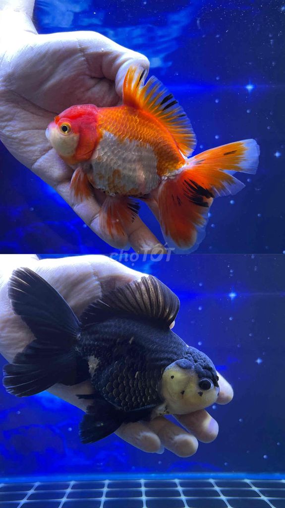ORANDA –GIÁ 119K/BÉ – 100% CÓ QUÀ KHI MUA. Mua bán Thú cưng khác tại Huyện Bình Chánh Tp Hồ Chí Minh được đăng bởi ZAN AQUA hình 1