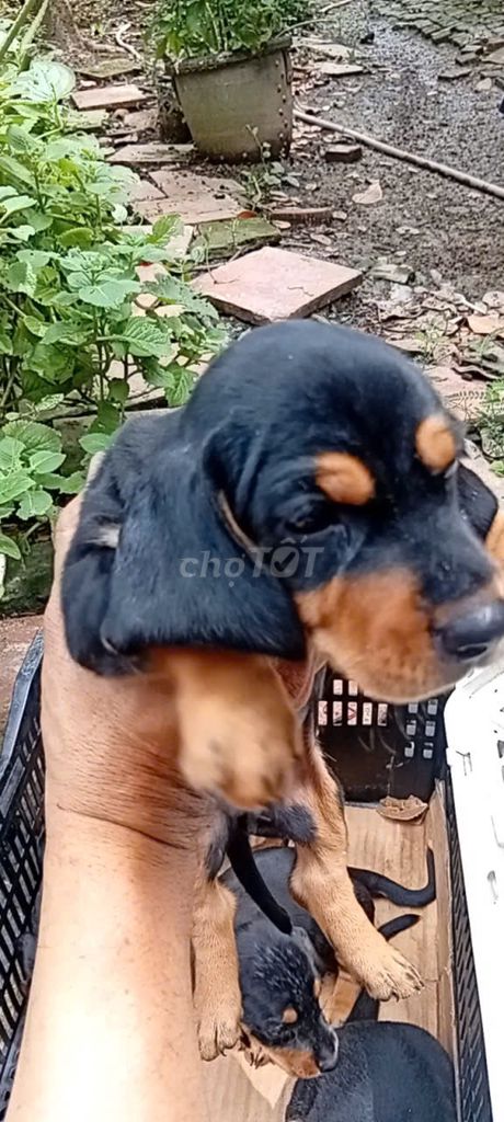 Chó con thuần, đã ngừa--TN. Mua bán Chó tại Thành phố Bạc Liêu Bạc Liêu được đăng bởi Kim Sơn Thạch hình 1