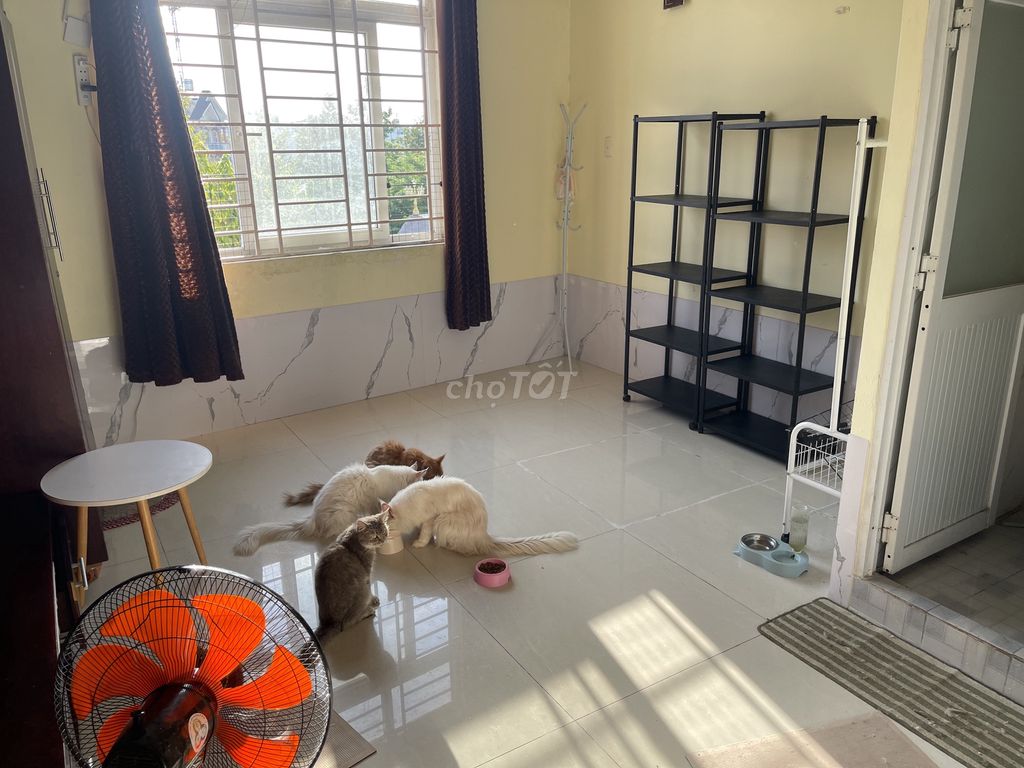 Khách sạn mèo Quận Tân Phú. Mua bán Phụ kiện, Thức ăn, Dịch vụ tại Quận Tân Phú Tp Hồ Chí Minh được đăng bởi Nguyễn Đình Luân hình 1