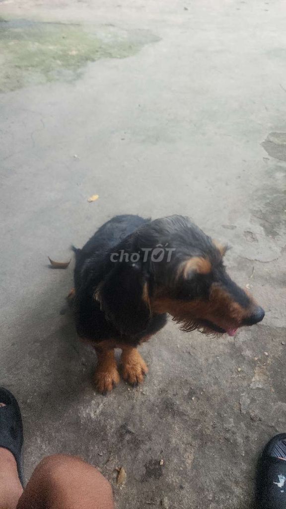 Chó Lạp xưởng cái Đen vàng Thú cưng. Mua bán Chó tại Thành phố Thủ Dầu Một Bình Dương được đăng bởi Văn Viêt Nguyên hình 1