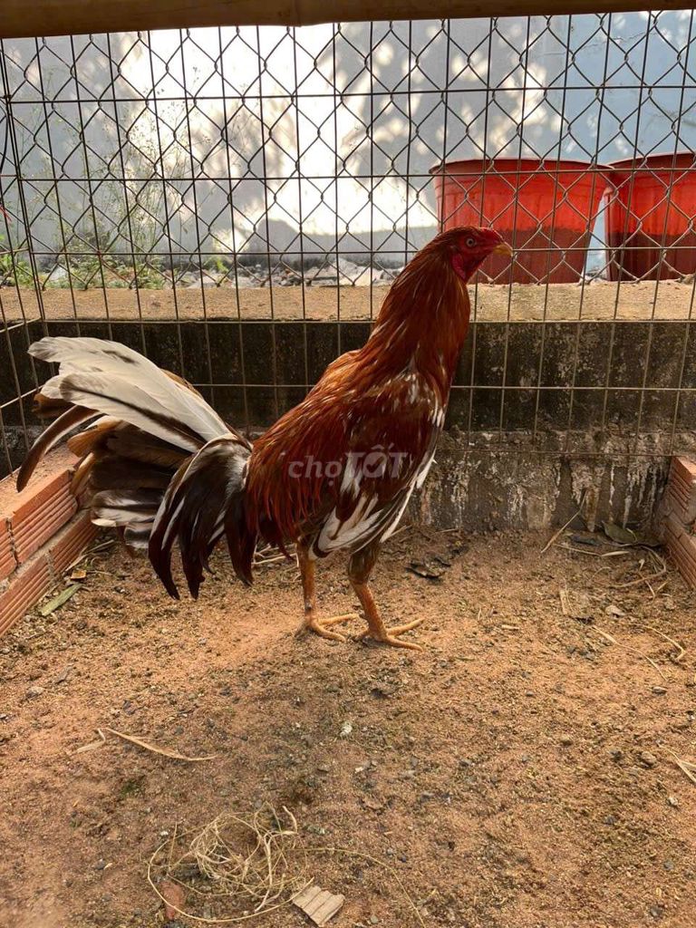 khét mỹ 2.4kg trạng 2.8kg. . Mua bán Gà tại Huyện Đất Đỏ Bà Rịa - Vũng Tàu được đăng bởi Phong CHICKEN hình 1