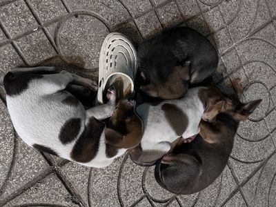 Chó lai Nhật 4 con chưa chích ngừa