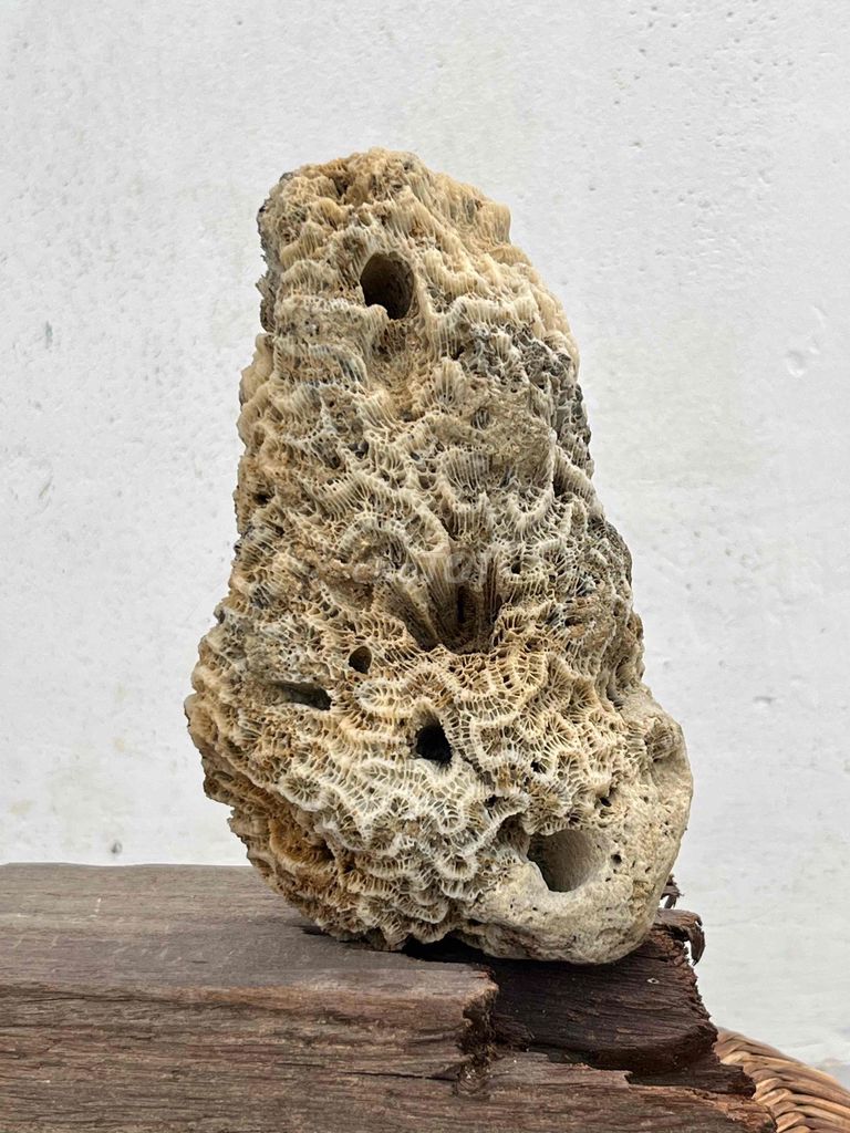 Đá san hô decor phong thuỷ Nâu be 15cm. Mua bán Đồ sưu tầm, đồ cổ tại Quận Thanh Xuân Hà Nội được đăng bởi Nguyen hình 1