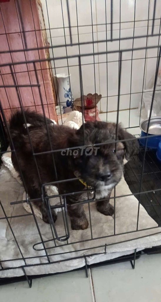 Chó Poodle lai Phốc Sóc màu dệnh độc lạ. Mua bán Chó tại Quận Bình Tân Tp Hồ Chí Minh được đăng bởi Nhi hình 1