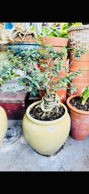 cây bonsai Hồng Ngọc Mai