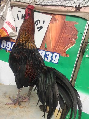 3k7 tay tốt long mới. Mua bán Gà tại Quận Bình Thuỷ Cần Thơ được đăng bởi bìnhbibobibobibo