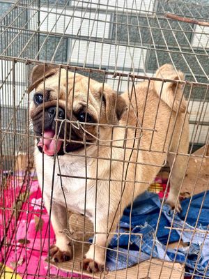 Chó Pug Nâu vàng