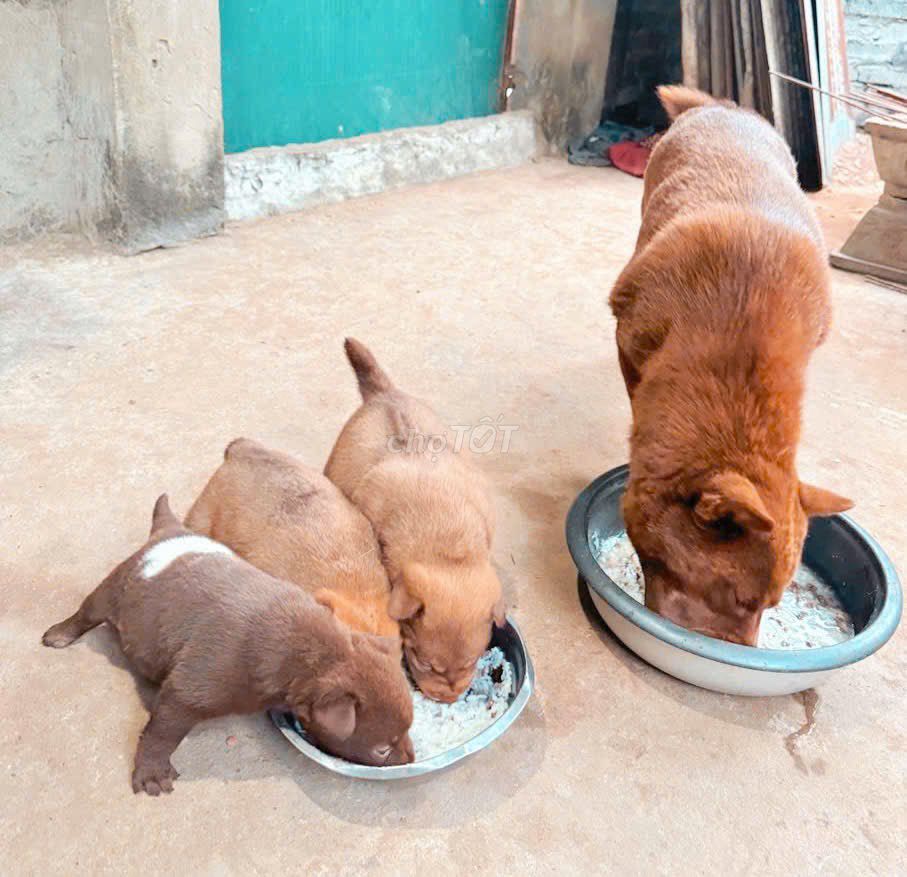 chó bắc hà nâu đỏ. Mua bán Chó tại Thị xã Sơn Tây Hà Nội được đăng bởi tuấn anh hình 1