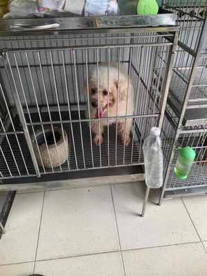 poodle ❤️thuan chủng trắng ful, khôn ngoan ăn dể