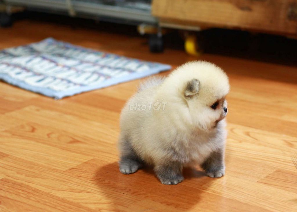 chó Phốc sóc con (pomeranian) thuần  nhập thái